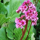 Bergenia Morgenröte