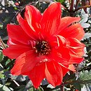 Dahlia hort. Bishop of Llandaff