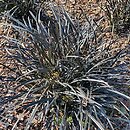 Ophiopogon planiscapus Nigrescens
