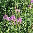 Physostegia virginica Vivid