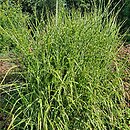 Miscanthus sinensis Apache