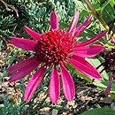 Echinacea Delicious Candy