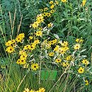 Coreopsis tripteris JS Handy Size