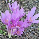 Colchicum The Giant