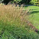 Miscanthus tinctorius (miskant barwierski)