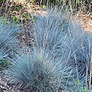 Festuca glauca Blauglut