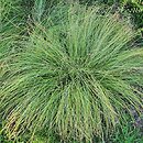 Carex umbrosa ssp. sabynensis Thinny Thin
