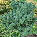 Picea pungens Mrs Cesarini