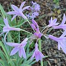 Tulbaghia violacea Variegata