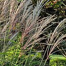 Miscanthus Radków