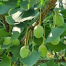 Ginkgo biloba King of Dongting
