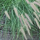 Cenchrus orientalis Karley Rose