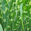 Miscanthus sinensis Giraffe