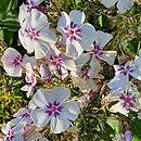 Phlox paniculata Flame Light Blue
