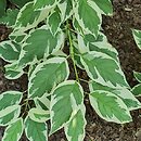 Cornus sericea Silver and Gold