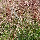 Miscanthus sinensis Weisse Wolke