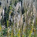 Miscanthus sinensis Nishidake