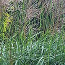 Miscanthus sinensis Prof. Richard Hansen