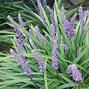 Liriope muscari Moneymaker