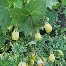Kirengeshoma palmata Black Style