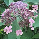 Hydrangea aspera Velvet and Lace