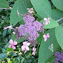 Hydrangea aspera The Ditch