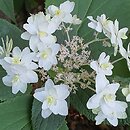 Hydrangea involucrata Mihara-kokonoe