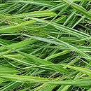 Hakonechloa macra Stripe It Rich