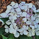 Hydrangea macrophylla Elster