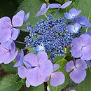 Hydrangea macrophylla Lutin