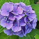 Hydrangea macrophylla Libertin