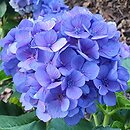Hydrangea macrophylla La Marne
