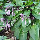Hosta Purple Heart