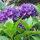 Hydrangea macrophylla Amor