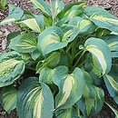 Hosta Thunderbolt