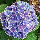 Hydrangea macrophylla Tivoli