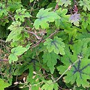 Tiarella Cascade Creeper