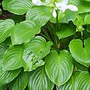 Hosta plantaginea (funkia biała)