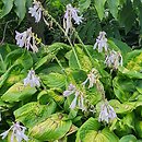 Hosta Enchiladas