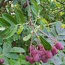 Sorbus Burka