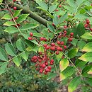Zanthoxylum simulans (żółtodrzew chiński)