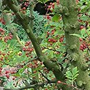 Zanthoxylum simulans (żółtodrzew chiński)