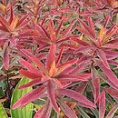 Euphorbia epithymoides Bonfire