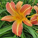 Hemerocallis ×hybrida EveryDaylily Red Ribs