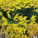 Solidago Laurin