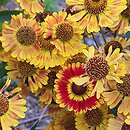 Helenium autumnale Fuego