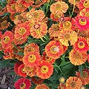 Helenium autumnale Bandera