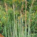 Sorghastrum nutans JS Winnetou