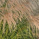 Miscanthus sinensis Silver Charm