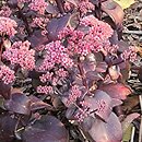 Sedum hort. Oriental Dancer